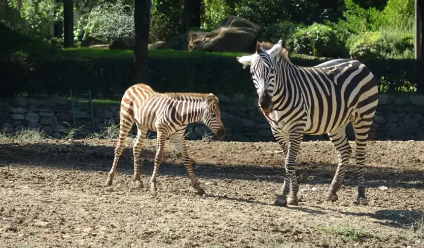 Bursa Hayvanat Bahçesi'nde sürpriz doğum! Zebra yavrusu Jason ilgi odağı oldu