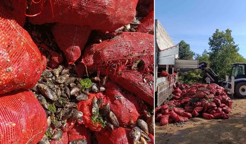 Bursa'da otoyolda durdurulan araçlardan tam 8 ton midye çıktı!