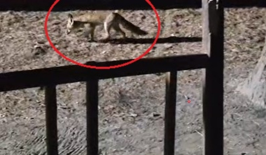 Bursa’da ormanda şaşırtan anlar! Yanına çağırdı, peynirle besledi