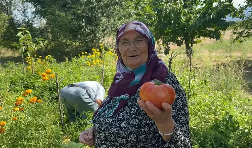 Bursa’da domatesler devleşti! Ata tohumu ve doğal gübreyle yetiştirdiler