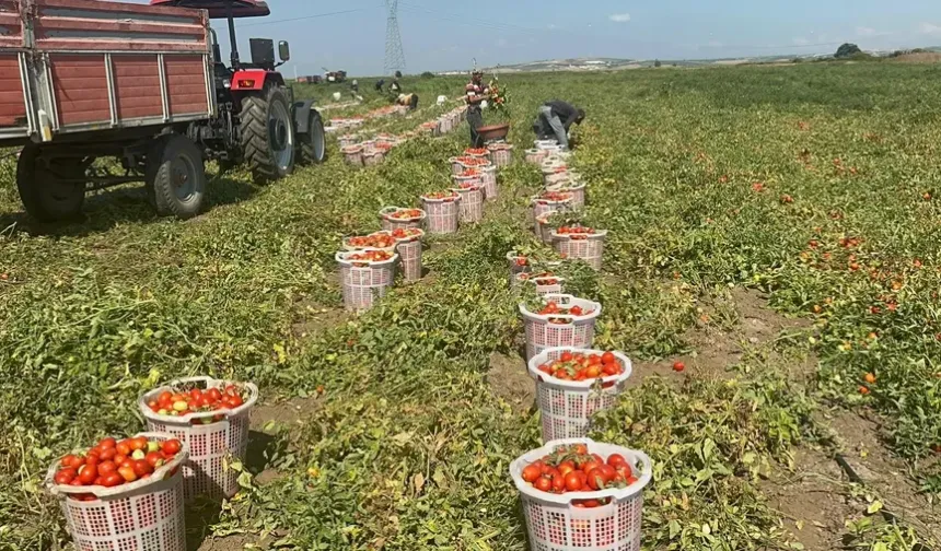 Bursa’da tarlalardan beklenen ürün çıkmadı! Kayıp 7 tona ulaştı