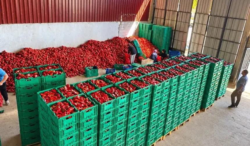 Bursa’da kapya biber fiyatı bir ayda 35 liradan 18 liraya düştü!