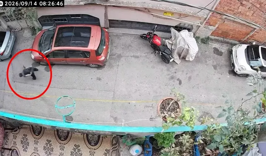 Bursa’da kediye şiddet kamerada! O anlar tepki çekti