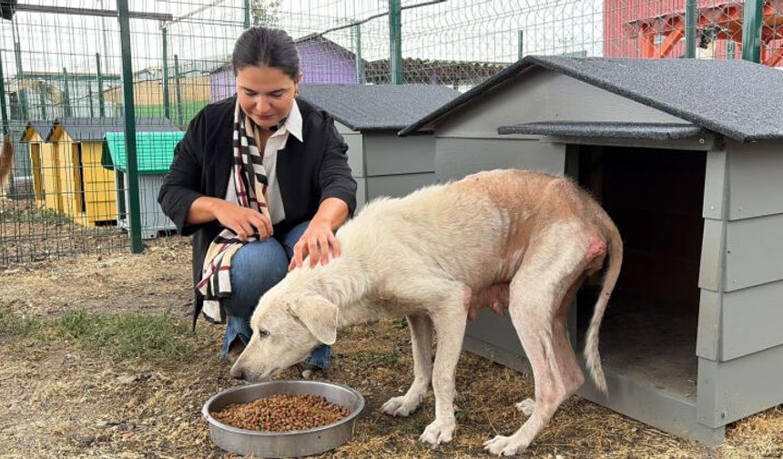 Bursa’da kötü koşullardan kurtarılan köpeğe yeni hayat!