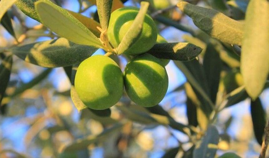 Gemlik’te zeytinin üretim maliyeti hesaplandı