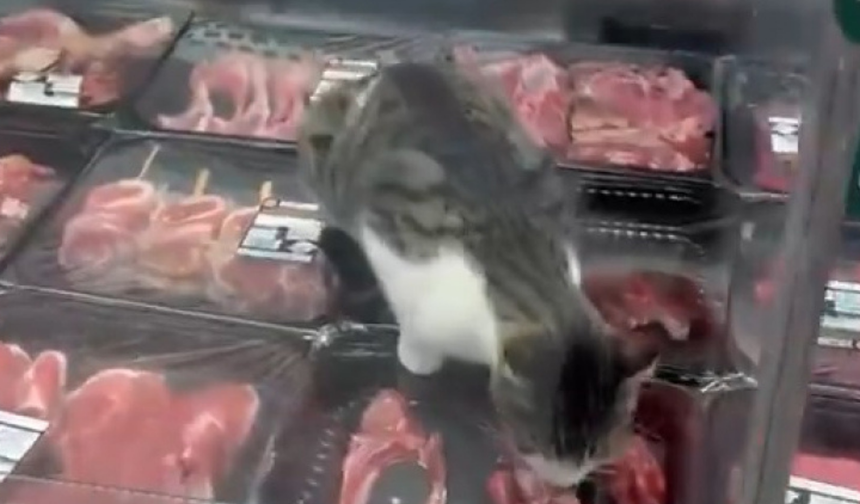 Bursa’da kasap reyonuna kedi girdi! Yaptığı görenleri şaşırttı