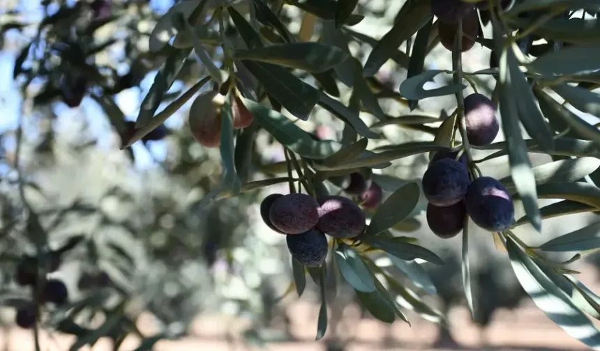 Bursa'da zeytin alımı öncesi ihale yapılacak! İşte tarihi ve şartları